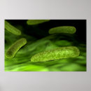 Search for bacterium posters Digitally generated image