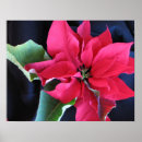Recherche de multi région posters Flore