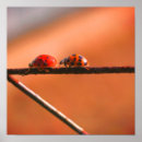 Recherche de coccinelle mignonne posters Pour elle
