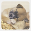 Search for mix it up stickers Mixed breed dog