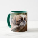 Search for purebred mugs Puppy