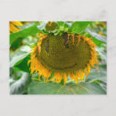 Search for grin postcards Emoticon