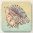 Search for large coasters Conch