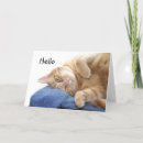 Search for kitty face cards Feline