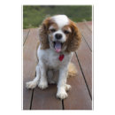 Recherche de cavalier posters Chiot