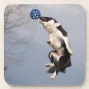 Search for collie barware Outdoors