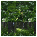 Search for canadian fabric White