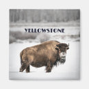 Search for buffaloe magnets Wyoming