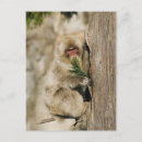 Search for climbing tree postcards Animal