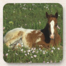 Search for appaloosa barware Equestrian