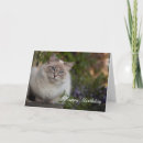 Recherche de yeux bleus vœux cartes Chat