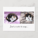 Search for chat horizontal postcards Kitten
