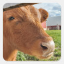 Search for calf stickers Livestock