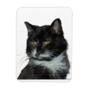 Recherche de alex magnete Chat