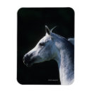 Recherche de tête de cheval magnets Arabe
