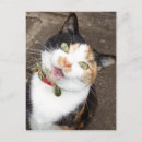 Search for singing postcards Kitten