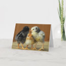 Search for three chicks cards Chicken