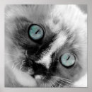 Search for baby blue eye posters Pet