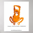 Search for orangutan posters Nature