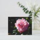 Search for camellia flower postcards Botanical