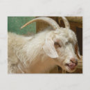 Recherche de chèvre blanche cartes postales Chèvres