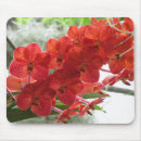 Recherche de orchidée rouge tapis souris Fleur