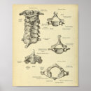 Recherche de vertèbres cervicales posters Squelette