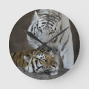 Recherche de tigre blanc horloges Faune