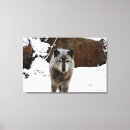 Search for wolf canvas prints Animals
