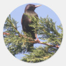 Search for spruce tree stickers Cute