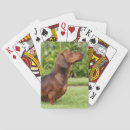 Search for dachshund playing cards Zwergteckel