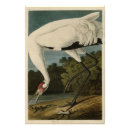 Search for hooping art Bird