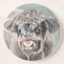 Recherche de veau dessous de verres Bétail