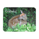 Search for cute fawn magnets Deer