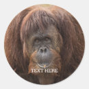 Search for orangutan stickers Great ape