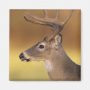 Search for odocoileus magnets White tailed deer