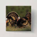 Search for turkeys buttons Animal