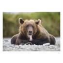 Recherche de photo humoristique posters Animal