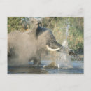 Recherche de chobe cartes postales Faune