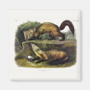 Search for martes Pine marten