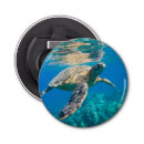 Recherche de tortues ouvre bouteilles Tortue de mer