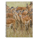 Search for adams notebooks Africa