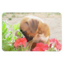 Recherche de de boxeur magnets Animaux familiers