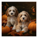 Search for cockapoo posters Pet