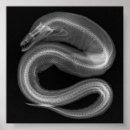 Recherche de snake posters Serpent
