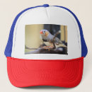 Recherche de zèbres casquettes Photographie