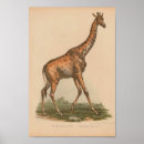 Recherche de vintage giraffe art Animal