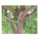 Search for cute lizard posters Reptile
