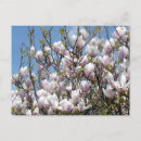 Search for spring bloom postcards Blooms