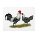 Search for avians magnets Black